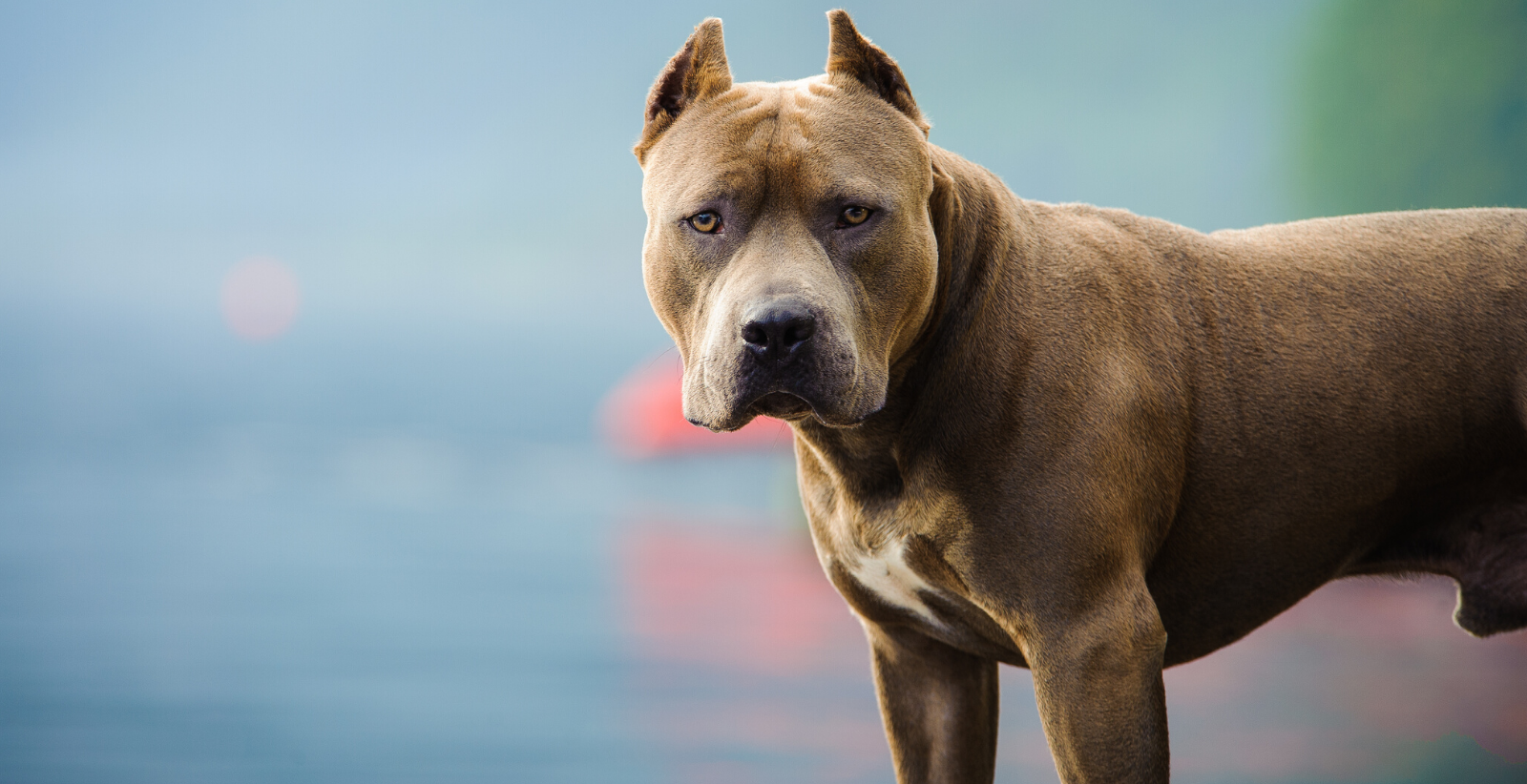 Pitbulls and hot sale hip dysplasia